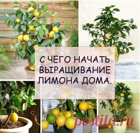 С чего начать выращивание лимона дома