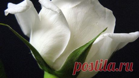 РОЗЫ