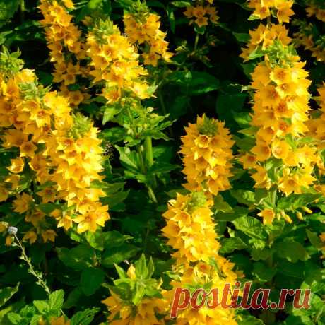 Многолетний садовый цветок Вербейник (Lysimachia). Семейство: первоцветные (Primulaceae)

Синонимы: лизимахия

Корневищный травянистый многолетник, высотой до 1 м, стебли прямостоячие, листья мелкие, супротивные, яйцевидные. Цветки желтые, одиночные, в пазухах листьев. Стебель стелющийся и укореняющийся, до 50 см длинной. Цветет в июне - июле.

Основные виды
Наиболее распространены в декоративном садоводчестве: в.монетчатый, луговой чай (L.nummularia).