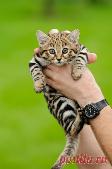 Черноногая кошка (Felis nigripes) | Терри Уиттакер Фотография