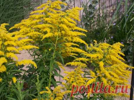 Солидаго (Solidago hybrids).