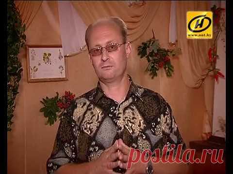 Эффективное лечение гастрита народными средствам