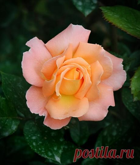 GALINA — «А цвет коралла, будет как и прежде, На лепестках хранить весны росу,....» на Яндекс.Фотках