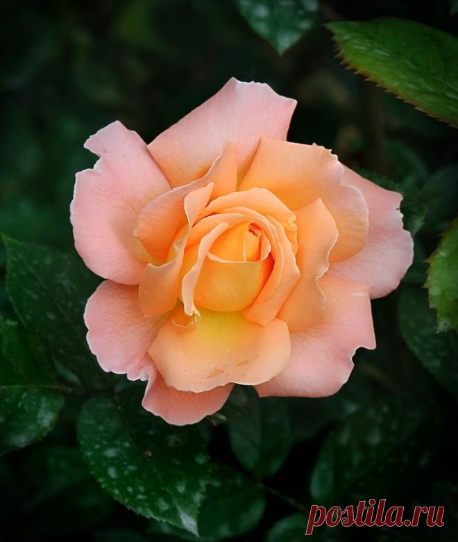 GALINA — «А цвет коралла, будет как и прежде, На лепестках хранить весны росу,....» на Яндекс.Фотках