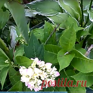 Многолетники в нашем саду.Экскурсия.