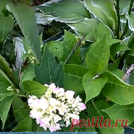 Многолетники в нашем саду.Экскурсия.