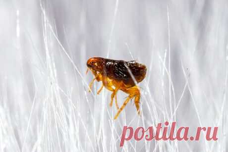 Нашествие блох произошло в российском городе. В многоквартирном доме в Красноярске произошло нашествие блох. Жители здания отправили жалобу в Роспотребнадзор. По словам собственников квартир, блохи попадают в подъезд из подвала. Выяснилось, что в подъезде редко проводят уборку — один раз в два месяца, а мусор выносят раз в одну-две недели.