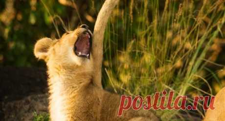 Фото дня: «Писающий мальчик» в жилете с британским флагом