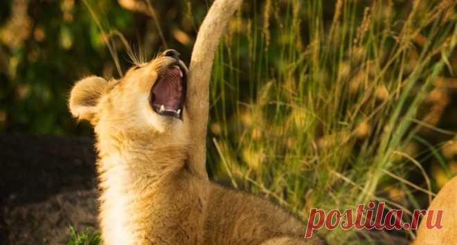 Фото дня: «Писающий мальчик» в жилете с британским флагом