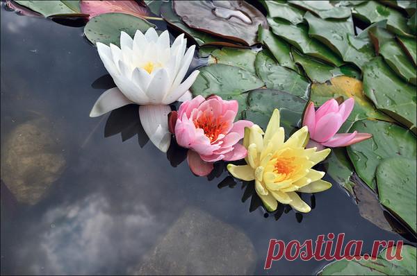 Фото Без названия. Альбом Кувшинки и Лотосы - 117 фото. Фотографии Ольга Дудина.
