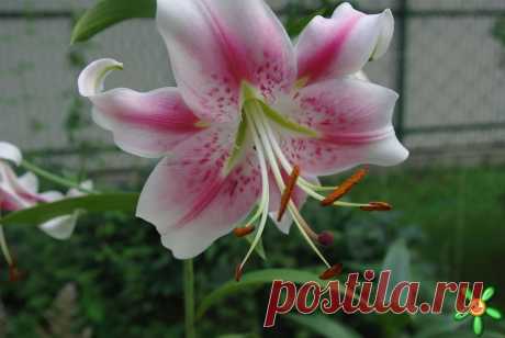 Лилия Anastasia  https://lilium-catalog.narod.ru/page/index.htm
