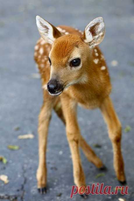 Spring / Animals♥ on imgfave