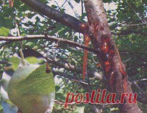 Камедетечение (гоммоз) распространенное заболевание косточковых пород | ОГОРОД БЕЗ ХЛОПОТ