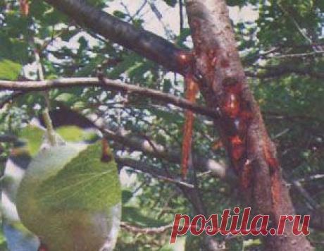 Камедетечение (гоммоз) распространенное заболевание косточковых пород | ОГОРОД БЕЗ ХЛОПОТ