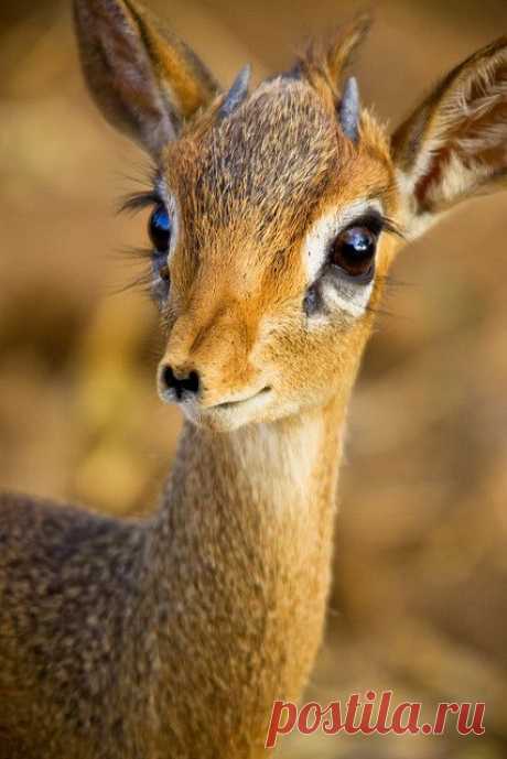Dik-dik antelope