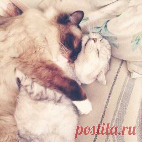 Кошачья любовь — Убойный юмор - amworld