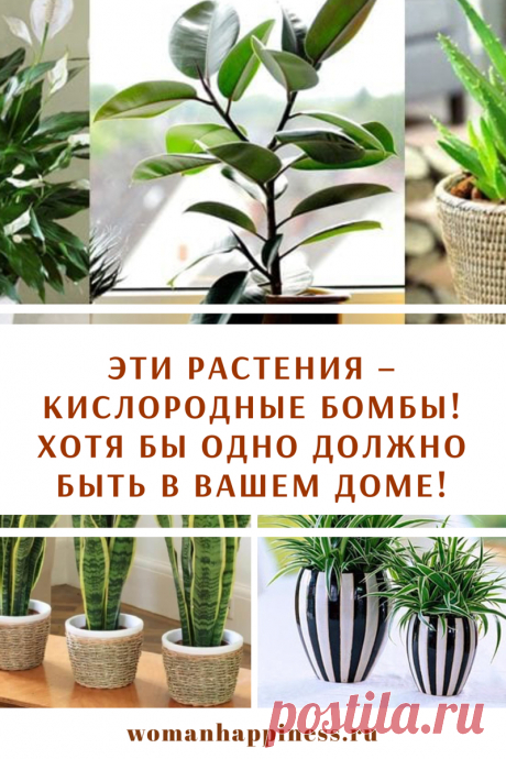 Эти растения – кислородные бомбы! Хотя бы одно должно быть в вашем доме!

Многие растения умеют очищать воздух дома, собирая пыль, задымление и другие частицы и тяжелые соединения, опасные для здоровья.

Вот 6 лучших растений, которые вы должны иметь в вашем доме: ➡️ Читайте, кликнув на фото