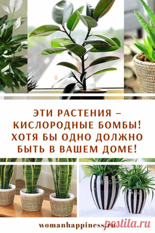 Эти растения – кислородные бомбы! Хотя бы одно должно быть в вашем доме!

Многие растения умеют очищать воздух дома, собирая пыль, задымление и другие частицы и тяжелые соединения, опасные для здоровья.

Вот 6 лучших растений, которые вы должны иметь в вашем доме: ➡️ Читайте, кликнув на фото