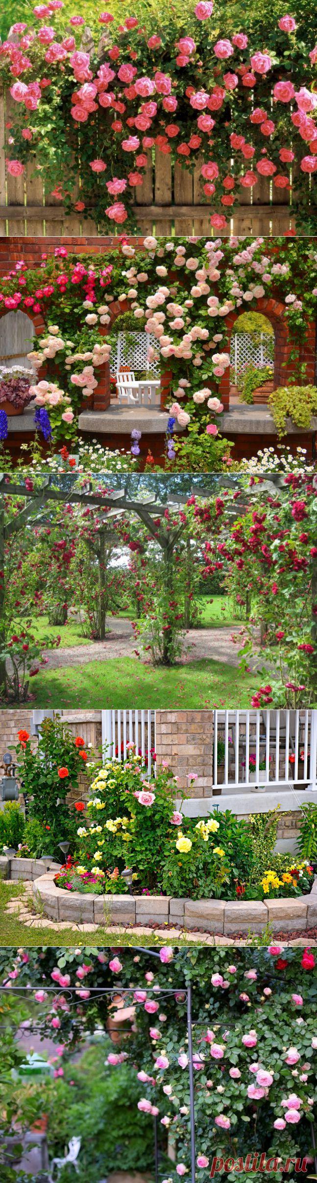 Лучшее украшение для сада: розарий - Портал «Домашний»