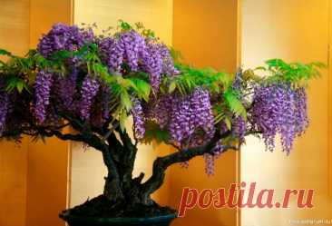 Комнатные растения. Жакаранда Такое растение, как жакаранда (Jacaranda) имеет прямое отношение к семейству бигнониевых. Этот род объединяет около 50 видов различных растений. В некоторых источниках этот цветок именуется жаккаранда. В природе встречается в тропических областях Южной Америки.Данное растение представлено...