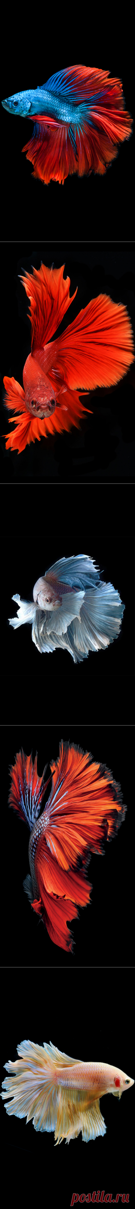 Betta Fish iPhone Wallpaper - WallpaperSafari