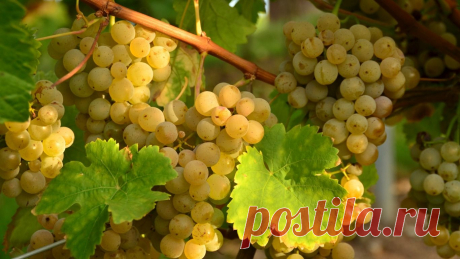 სოდა ბაღში და სხვა სასარგებლო რჩევები აგარაკის მფლობელისთვის. უხვი მოსავალი ყოველგვარი ქიმიის გარეშე - ALL TIME მუდამ თქვენს გვერდით