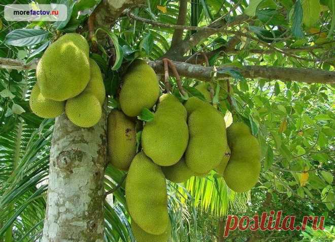 Интересные факты о необычных деревьях - Море Фактов