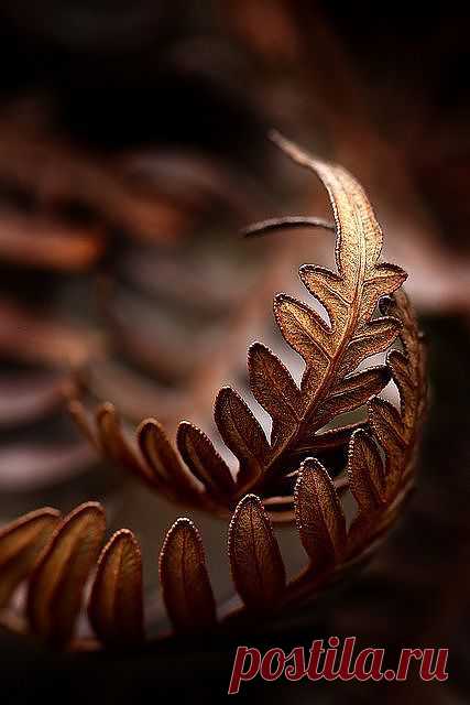 папоротник / Разное / Идеи для фото / Pinme.ru / Светлана Алликас