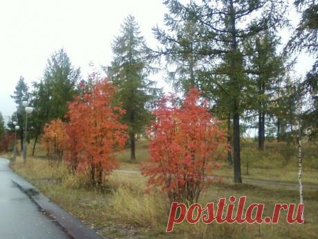 ОСЕНЬ ЗОЛОТАЯ