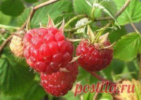 НЕТ МАЛИНЫ НА МАЛИНЕ, ПОЧЕМУ? ИЛИ КАК ПОЛУЧИТЬ НЕБЫВАЛЫЙ УРОЖАЙ МАЛИНЫ