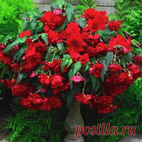 ВЫРАЩИВАЕМ АМПЕЛЬНУЮ БЕГОНИЮ  