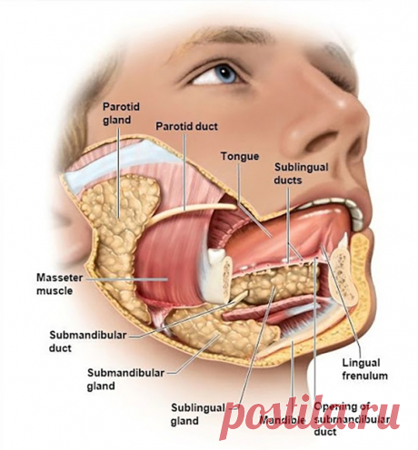 Ваш язык «расскажет» о болезнях