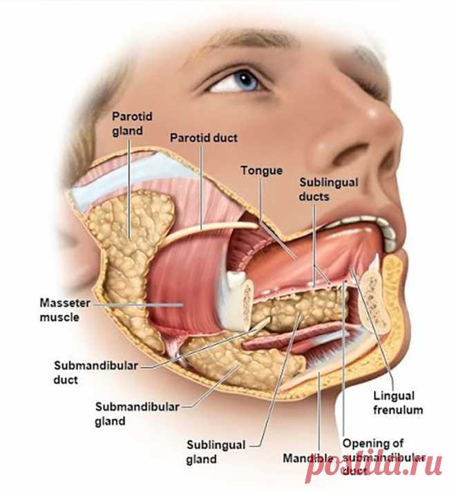 Ваш язык «расскажет» о болезнях
