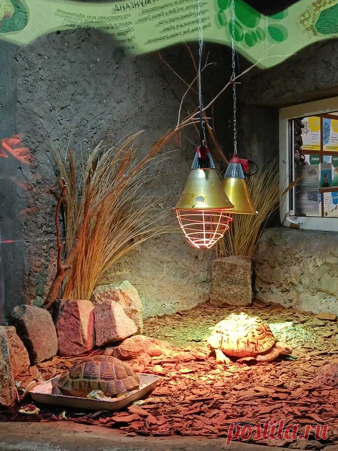 Обитель питона своей персоной