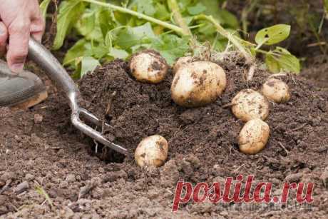 Плохой урожай картофеля: причины и решения