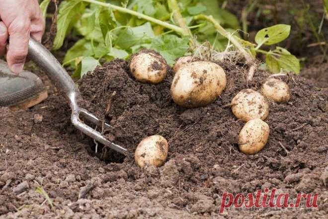 Плохой урожай картофеля: причины и решения