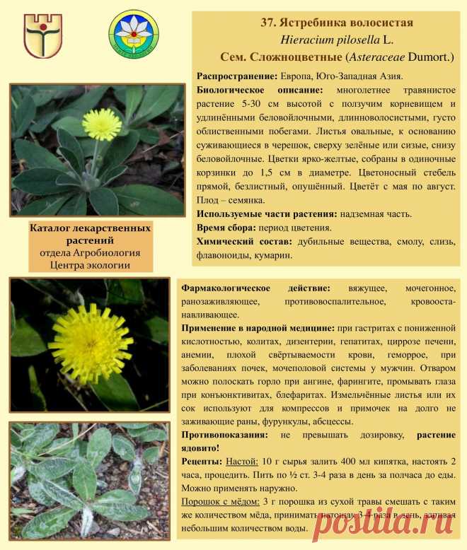 Ястребинка волосистая