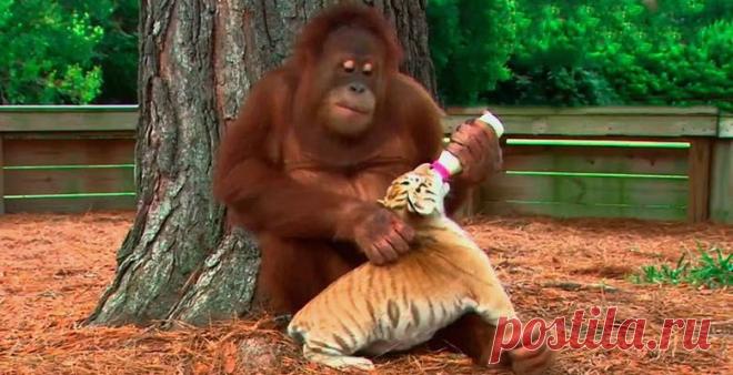 Лохматый нянь, или Как орангутанг усыновил трех тигрят)