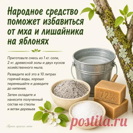 Народное средство поможет избавиться от мха и лишайника на яблонях