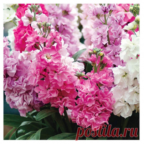 Amazon.com : David's Garden Seeds Flower Stock Katz Formula Mix SL3729U (Multi) 50 Open Pollinated Seeds : Garden & Outdoor