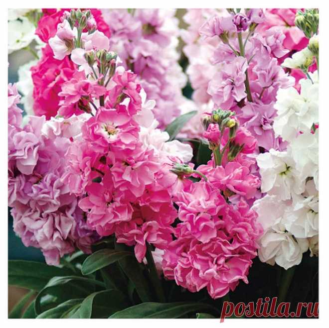 Amazon.com : David's Garden Seeds Flower Stock Katz Formula Mix SL3729U (Multi) 50 Open Pollinated Seeds : Garden & Outdoor