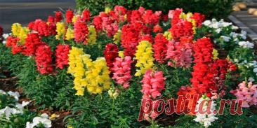 Когда сажают львиный зев на рассаду - Сад и огород