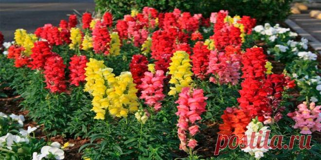 Когда сажают львиный зев на рассаду - Сад и огород