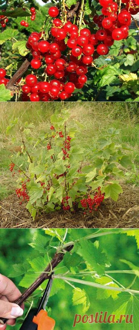 Красная смородина: посадка и уход - Женский журнал LadySpecial.ru : специально для женщин