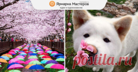 16 мгновений весны — цветение сакуры на снимках «Один за другим / Опадают лепестки махровой сакуры, / Порхая на ветру», — хокку японского поэта Сики так точно описывает красивейшее природное явление — цветение сакуры.