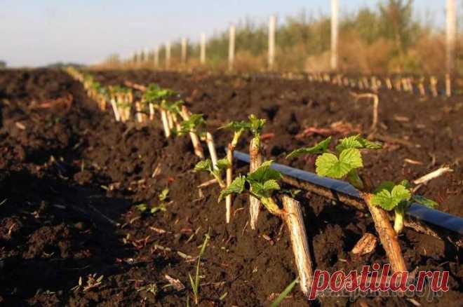 Как купить самые лучшие саженцы смородины и крыжовника