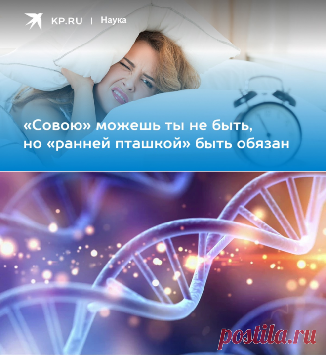 11-9-22-ГЕНЕТИКА-«Совою» можешь ты не быть, но «ранней пташкой» быть обязан - KP.RU