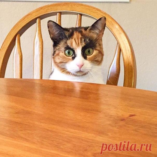 Кошка Лили и её выразительные 