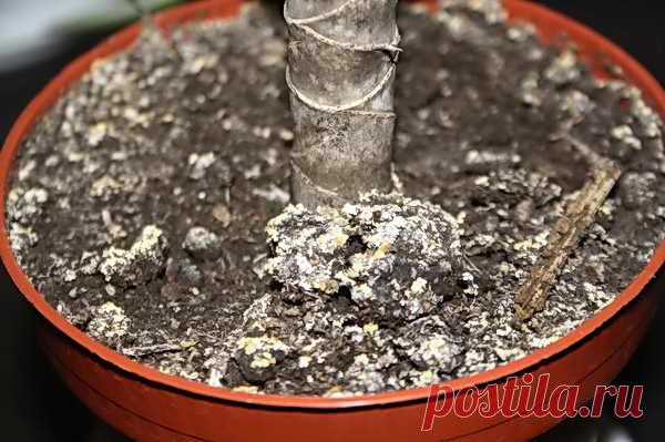 Заметили белесый налет на грунте в цветочных горшках? Это первые проявления плесени, которая очень опасна для здоровья растений. Вот как можно избавиться от этой плесени домашними средствами и...