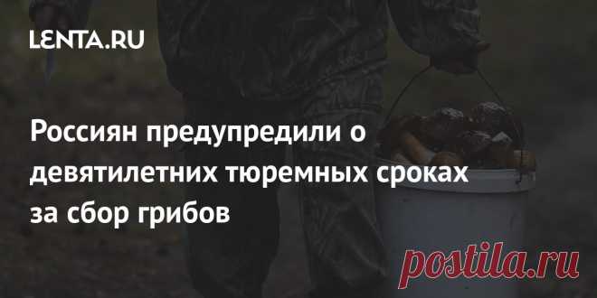 Россиян предупредили о девятилетних тюремных сроках за сбор грибов В России в октябре вступит в силу статья Уголовного кодекса, предусматривающая ответственность за уничтожение или повреждение краснокнижных видов грибов и растений. Максимальным наказанием за сбор таких грибов будет девятилетний тюремный срок, предупредила россиян адвокат Татевик Чугурян.